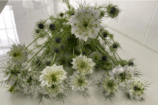 Novelty Nigella White 60 Cm