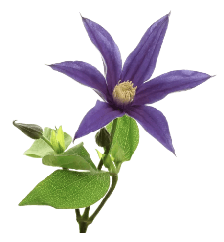 Clematis Amazing Oslo Dark Blue 50 Cm