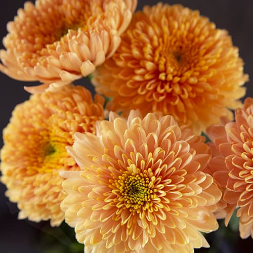 Mum Cremon Empress Orange 70 Cm Ec