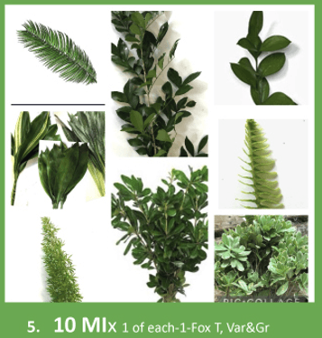 Greens # 5 10 Mix -fox T,var&gr Pitt,sword,mex Myrtle,sago,is Rus,gr,var&milky Way Aspidistra Assorted