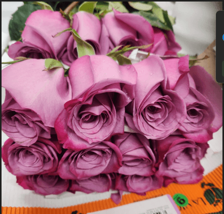 Rose Violet Hill Lavender Purple 60 Cm