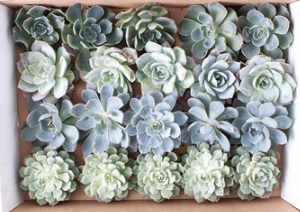 Echeveria Assorted Aqua Green 9 Cm