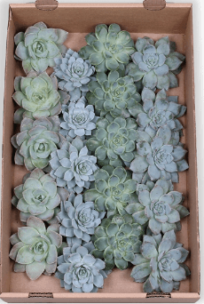 Echeveria Assorted Ice 9 Cm