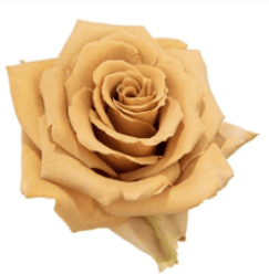 Rose Dalia Sub. Toffee Caramel 40 Cm