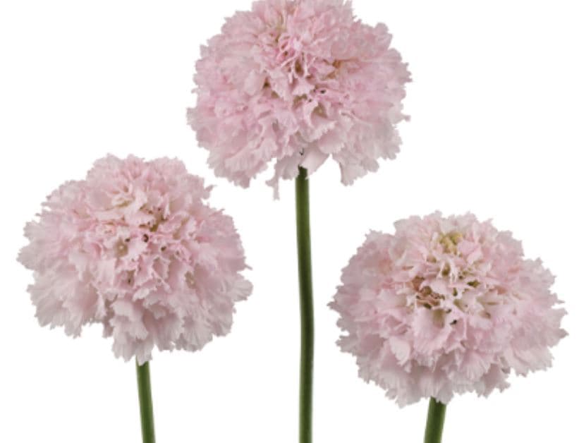 Scabiosa Focal Scoop Bon Bon French Vanilla White Blush 50 Cm