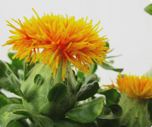 Carthamus Safflower Spray Orange 70 Cm