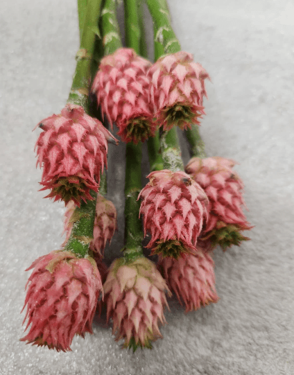 Tropical Mini Pineapple Pink