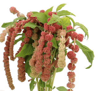 Amaranthus Coral Fountain Hanging Brown 70 Cm