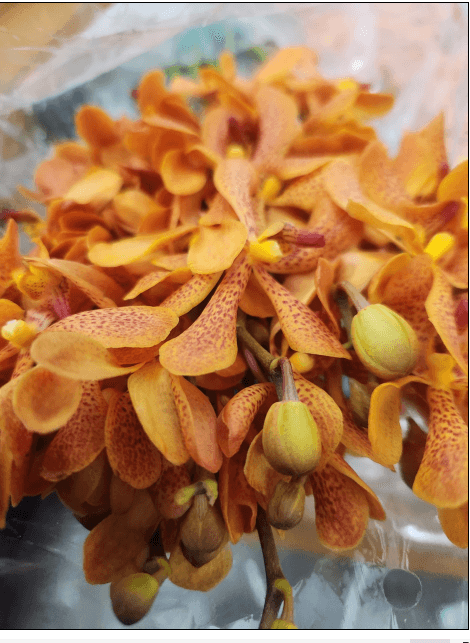 Orchid Mokara Twilight Orange L