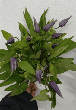 Clematis Amazing Oslo Dark Blue 60 Cm