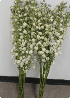 Delphinium Pacific 10 St Hybrid White 90 Cm