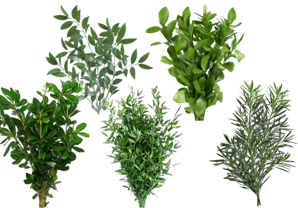 Greens # 7 Nagi, Pitt, Rusc, Podo, Myrtl Assorted
