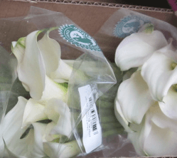 Calla (mini) Ventura White 45 Cm