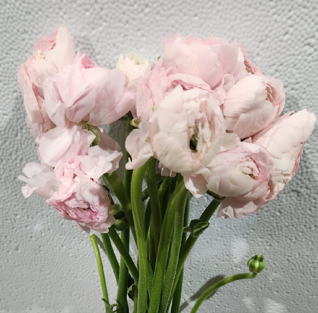 Ranunculus Fabola Clooney Pink Lt