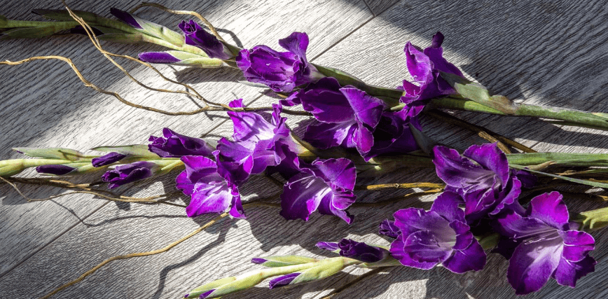 Gladiola Purple # 3 80-90 Cm Usa
