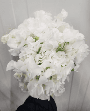 Sweetpea Lathyrus White 40 Cm Ec