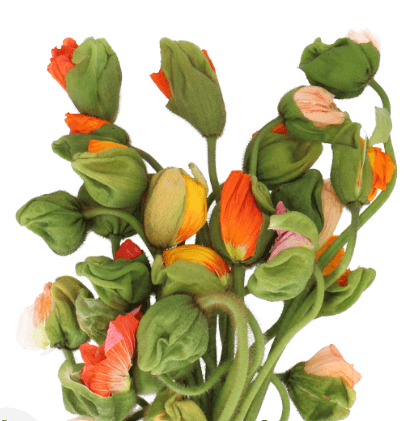 Poppies Assorted 50 Cm