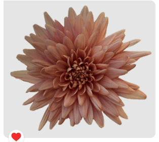 Mum Cremon Veronica Salmon 70 Cm Ec