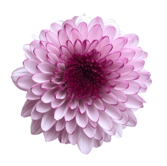 Pompon Cushion Shortcake Bic White Purple
