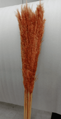 Pampas Grass Silky Premium 10 St Coral 90/100 Cm
