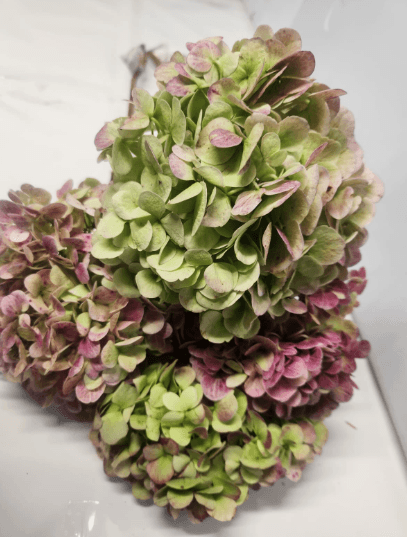 Hydrangea Antique Green Select 16 Cm