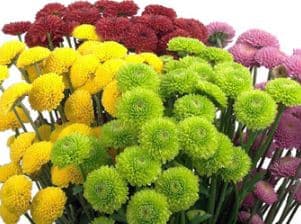 Pompon Button Assorted