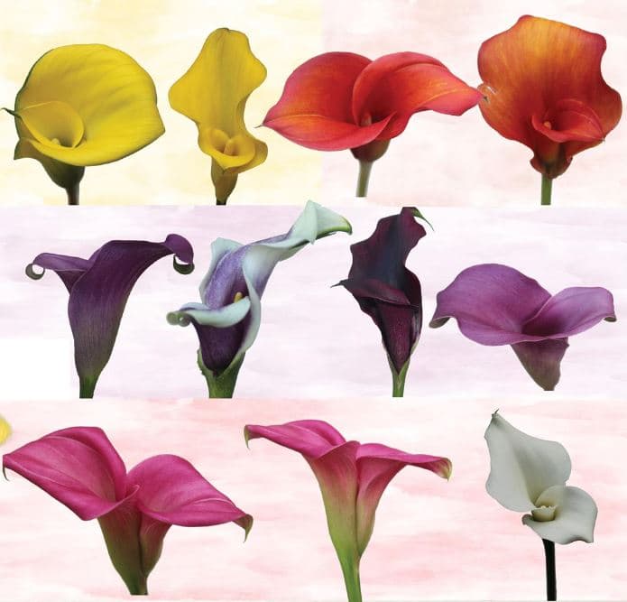 Calla (mini) Unique Line Grower Choice 50 Cm