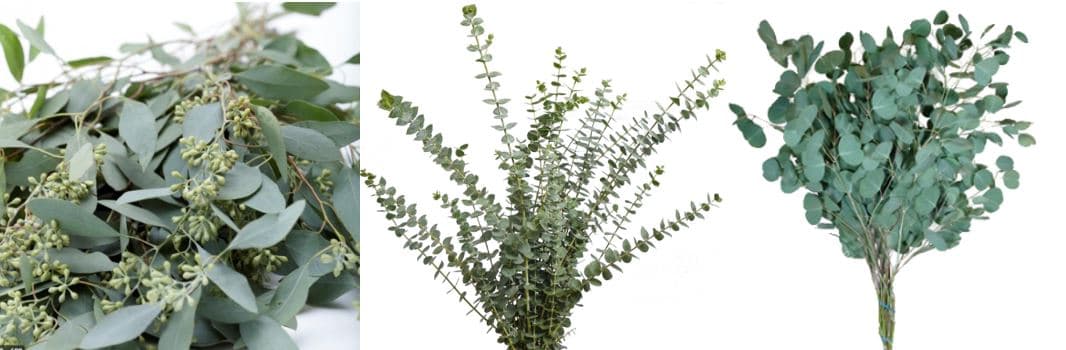 Eucalyptus Seeded / Baby Blue / Silver $ Asst