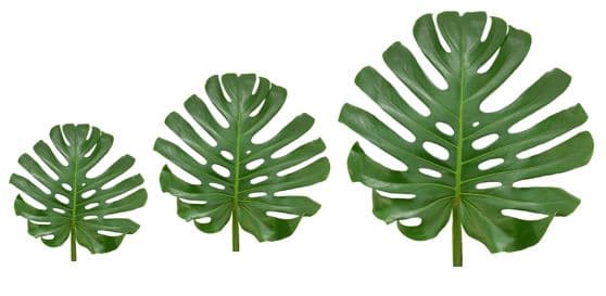 Monstera Leaves Asst Sizes