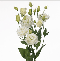 Lisianthus White 55 cm Fancy