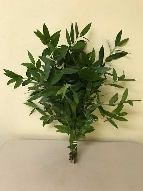 Greens Bayleaf Laurel 24-28 Inch /45-65 Cm
