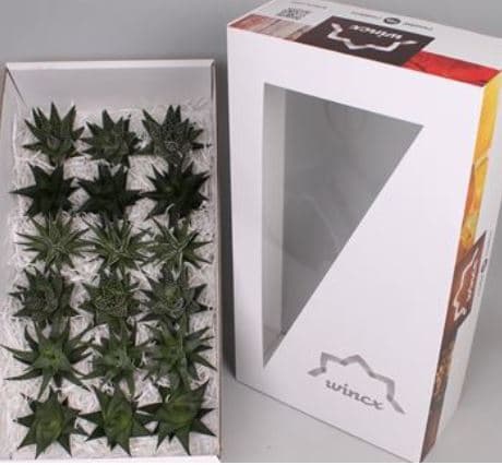 Echeveria Aloe Assorted 8 Cm