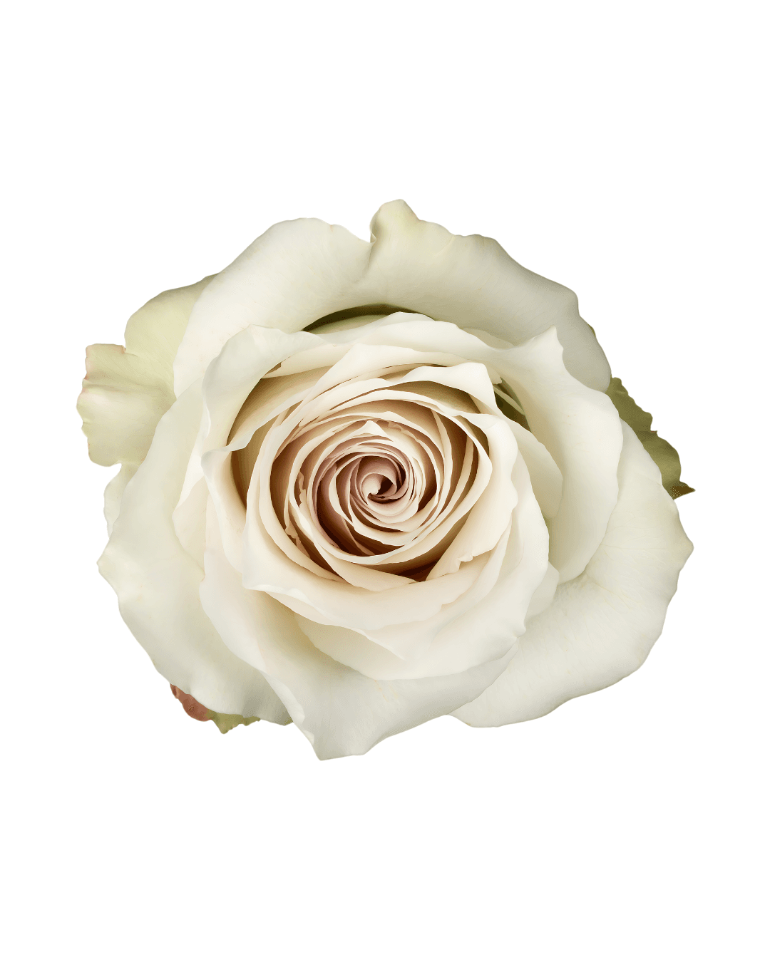 Rose Early Grey Lavender Silver 50 Cm