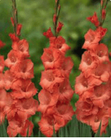 Gladiola Orange # 3 80-90 Cm Usa
