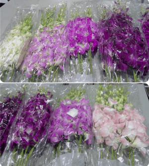 Dendrobium Assorted 7 Color LL 55-60 cm