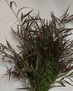 Agonis Bic Green Burgundy 70 cm USA