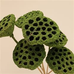 Hg Moss Coat Lotus Pod Stem