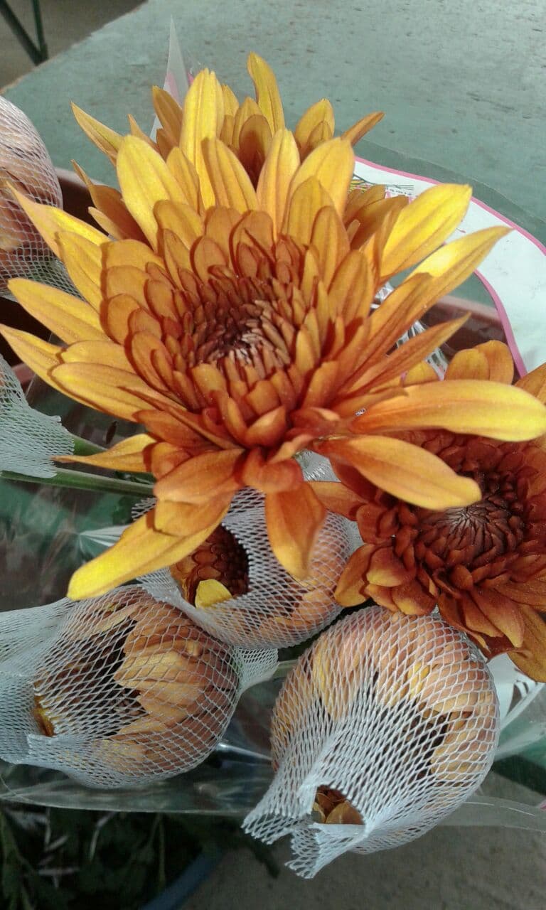 Mum Cremon Copper Bronze
