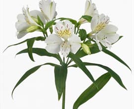 Alstro Fuji White Fancy
