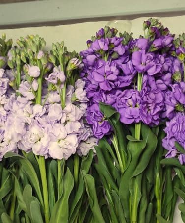 Stock 6 Purple 6 Lavander C.mix 70 Cm