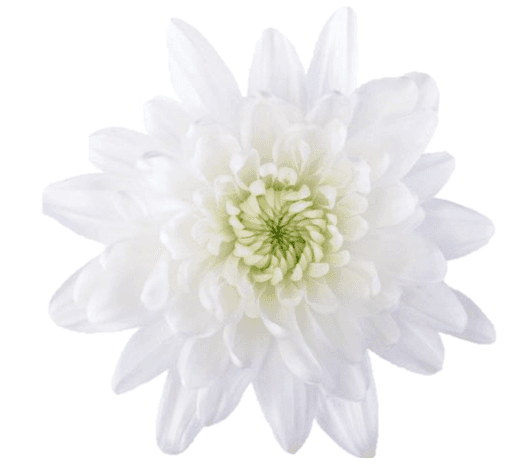 Pompon Cushion White Maisy