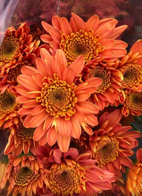Pompon Novelty Holland Orange
