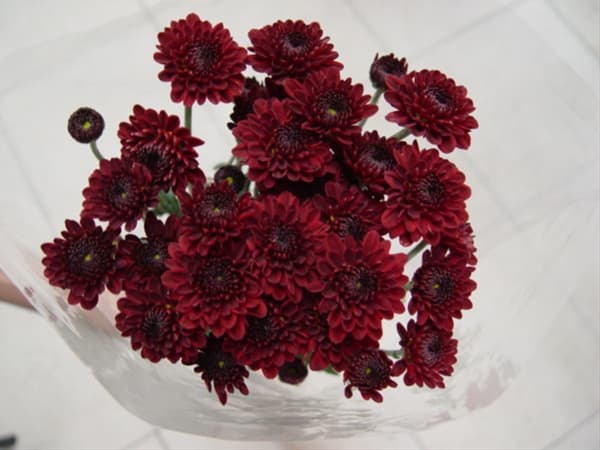 Pompon Hot Rod Button Red Burgundy