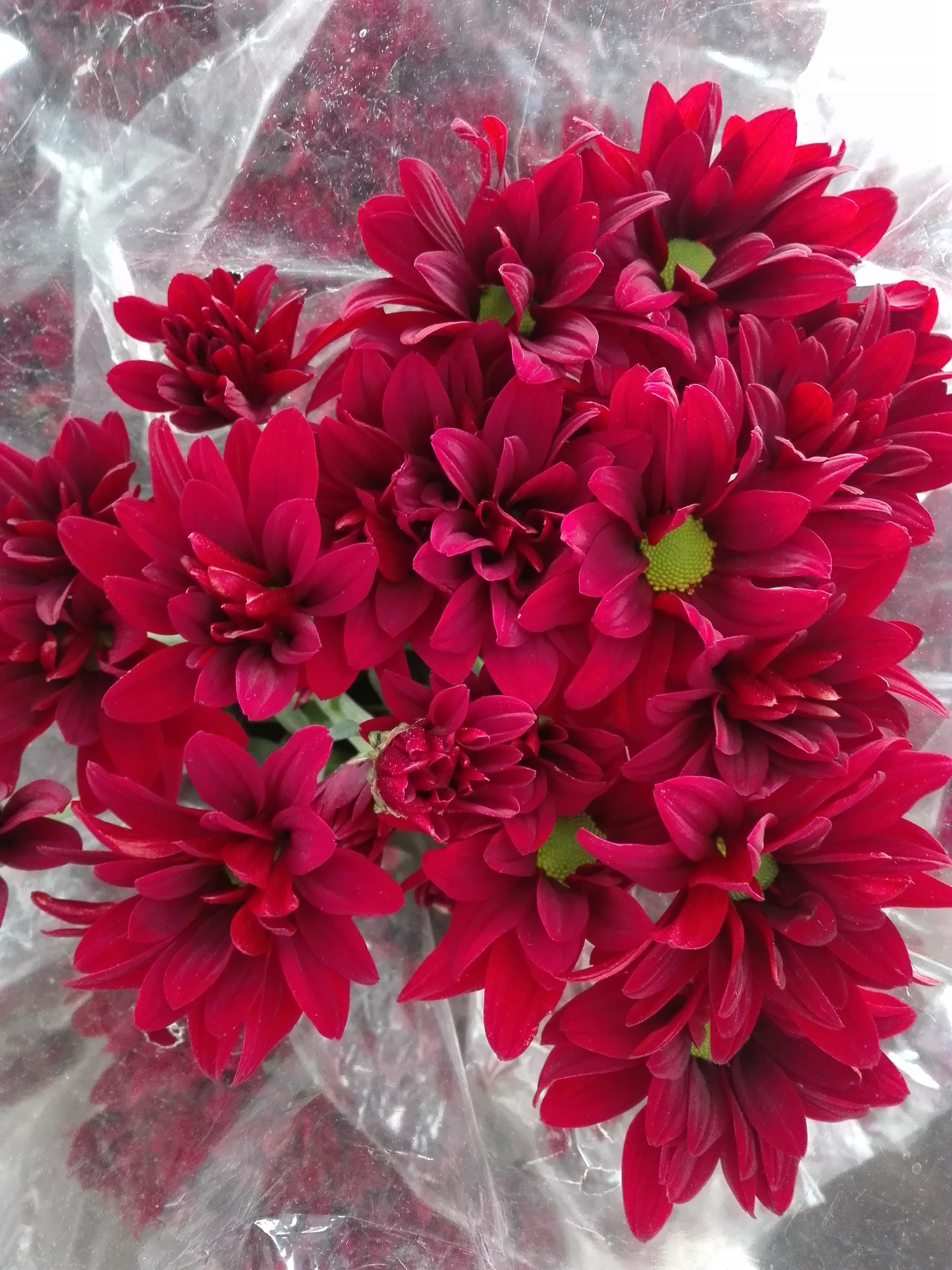 Pompon Daisy Red Brahma