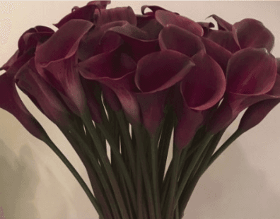 Calla (Mini) Burgundy Red Sumatra 50 cm