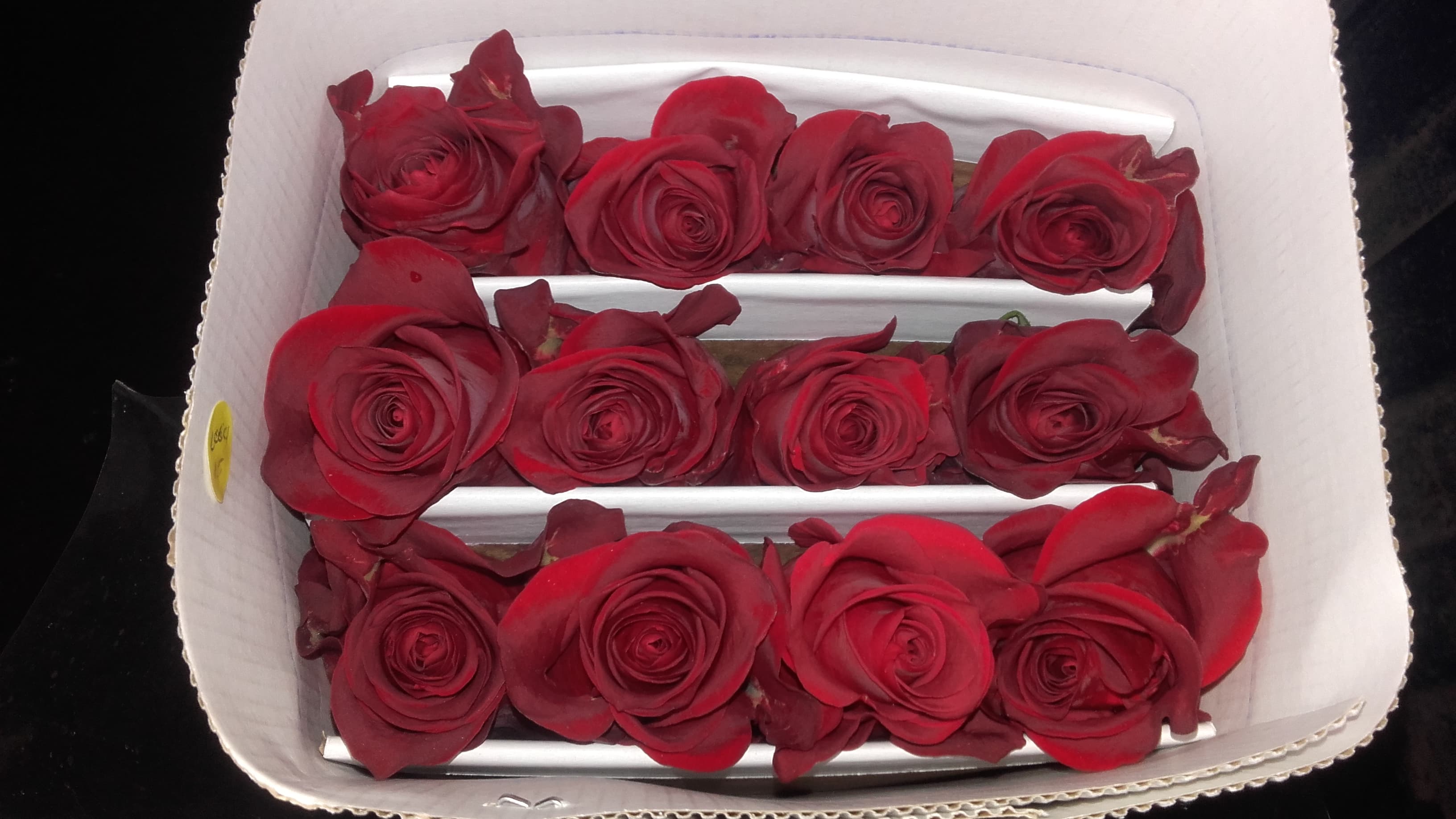 Rose Scarlatta Red Dark 50 Cm