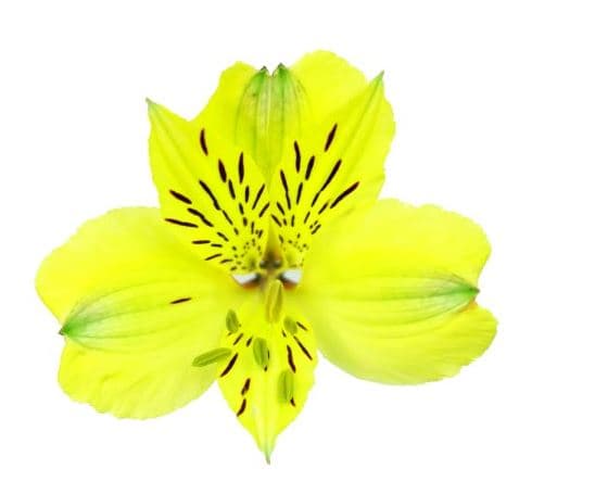 Alstro Voyager Yellow Perfection 80 Cm Netted