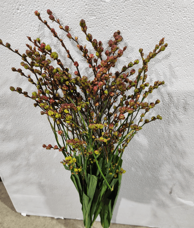 Crocosmia Pods Ora/ Red Nl