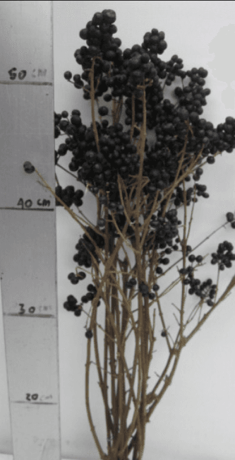 Novelty Ligustrum Berries (privet) Black 50 Cm
