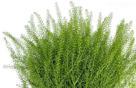 Novelty Lepidium Pennycress Dragon 70 Cm